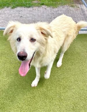 AVALANCHE, Young Male Great Pyrenees