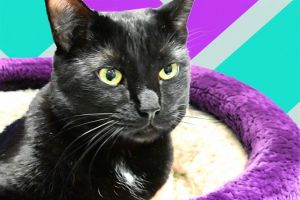 Kalah is a beautiful velvety-black kitty with golden-green expressive eyes She has a sweet lovin