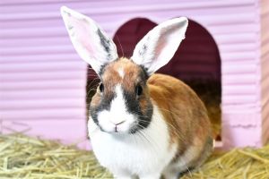 WATCH MY VIDEODid someone say BENNYS BUNNIES We are overflowing with bunnies at the shelter right