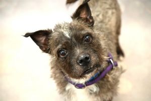 WATCH MY VIDEOSpunky little BIG MAC is anxious to find a home He was brought over from another she