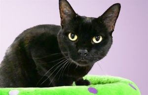 WATCH MY VIDEOArio is a handsome velvety-black golden-eyed kitty He likes to watch the activity 