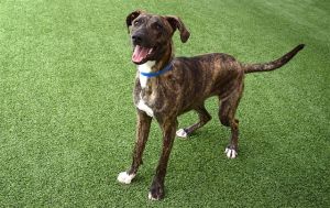Meet Churro ID A700364 the ultimate love bug whos ready to steal your heart This silly and playfu