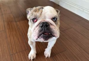 I came to the shelter as a stray and hope my family comes for me soon