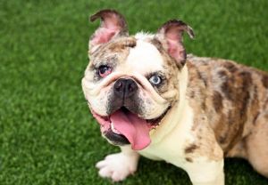I came to the shelter as a stray and hope my family comes for me soon Adoption applications are bei