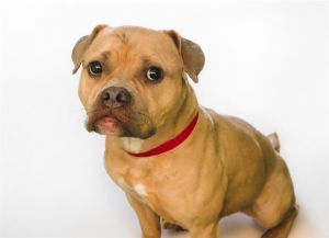 I arrived at the shelter as a stray and hope my family comes for me soon Adoption applications are 