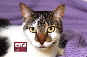 WATCH MY VIDEOBeautiful Bella was a wonderful family member but was brought to the shelter with he