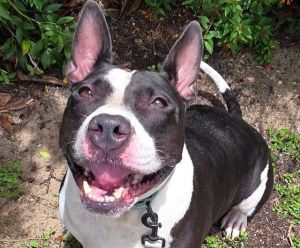 BUDDY, Adult Male Pit Bull Terrier