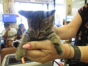 GEL, Baby Female Domestic Short Hair