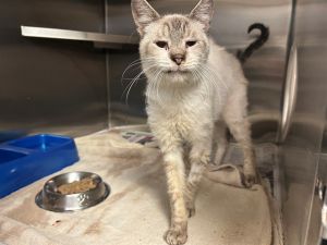 BUTTERS, Adult Male Domestic Short Hair