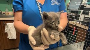 A361729, Baby Female Domestic Short Hair