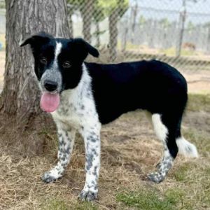 DOTTS, Baby Female Border Collie