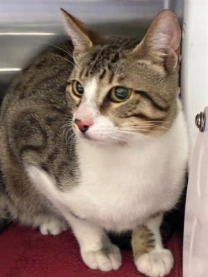 RHUBARB, Young Male Domestic Short Hair