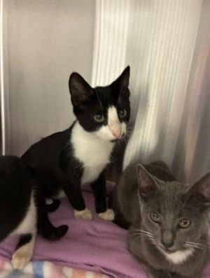PIKACHU, Young Male Domestic Short Hair