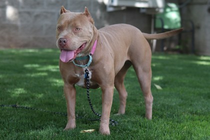 Espresso, an adoptable Mixed Breed in Walla Walla, WA, 99362 | Photo Image 2