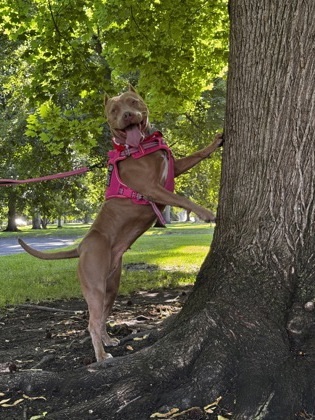 Espresso, an adoptable Mixed Breed in Walla Walla, WA, 99362 | Photo Image 3