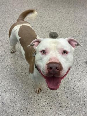 HONDA CIVIC, Adult Male American Staffordshire Terrier