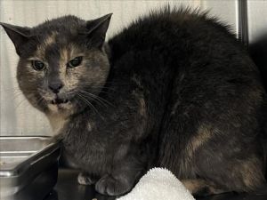 GODDOS, Adult Female Domestic Short Hair