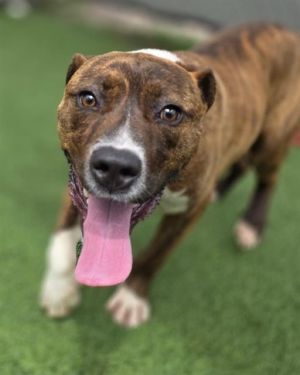 APOLLO, Young Male Mixed Breed