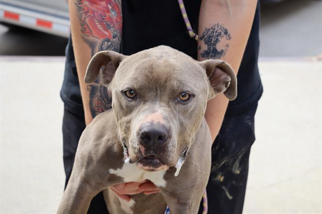 TYSON