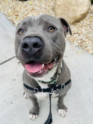 Meet Reggie  2-Year-Old Neutered Male Pit Bull Blue  White Beauty Reggie is 
