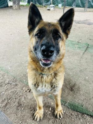 Meet Nick Nick is truly a gentle giant He walks beautifully on leash and doesnt pull He loves exp