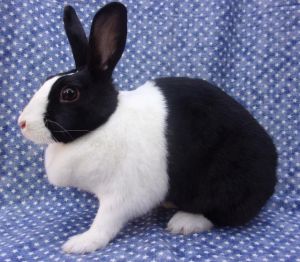 FLORENCE BUNINGALE, Adult Female Dutch