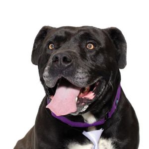 STAN, Adult Male Staffordshire Bull Terrier