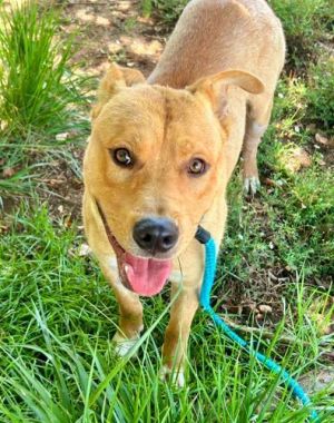 CANELO, Adult Male Pit Bull Terrier