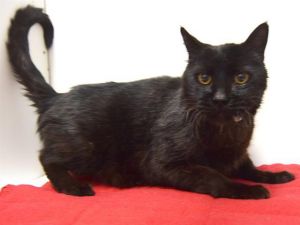 ANDRE, Senior Male Domestic Short Hair