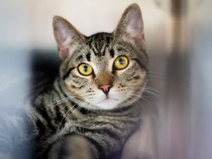 GEORGE Domestic Short Hair Cat