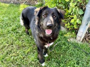 LAYLA German Shepherd Dog Dog