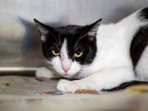 NALA Domestic Short Hair Cat