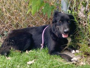 MARY TODD LINCOLN German Shepherd Dog Dog