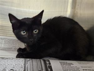 SOL Domestic Short Hair Cat