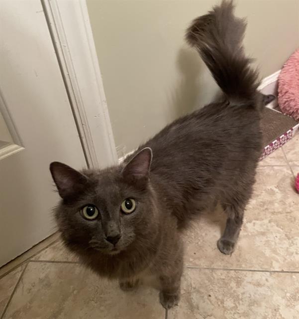 STELLA