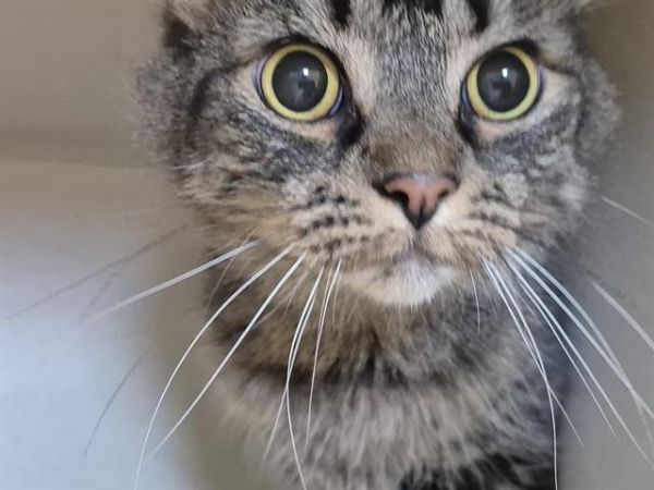 Pet Image