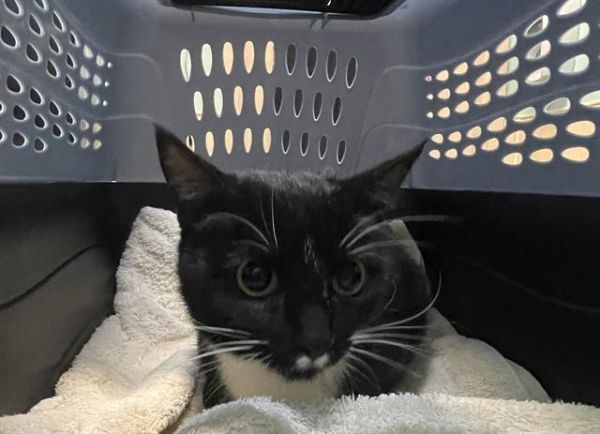 Pet Image