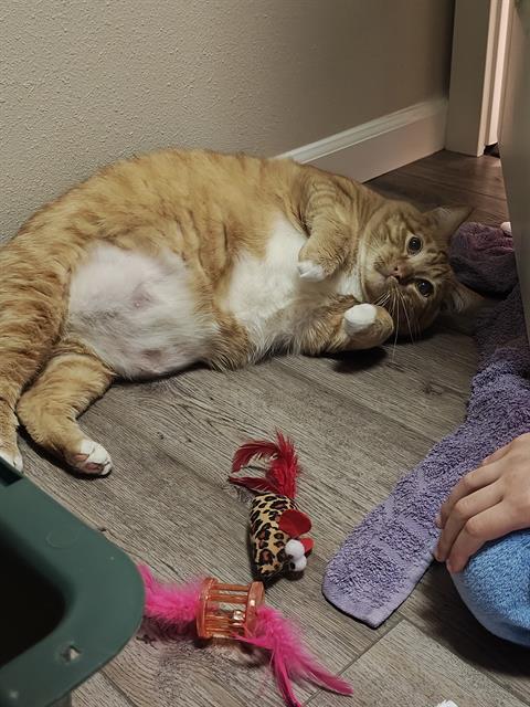 Pet Image