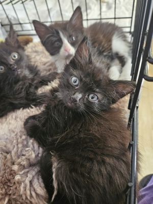 LEONARDO DIFURRIO, Baby Male Domestic Short Hair