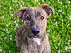 BOBBIE, Young Female Hound