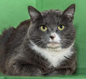 CARRIE, Adult Female Domestic Short Hair
