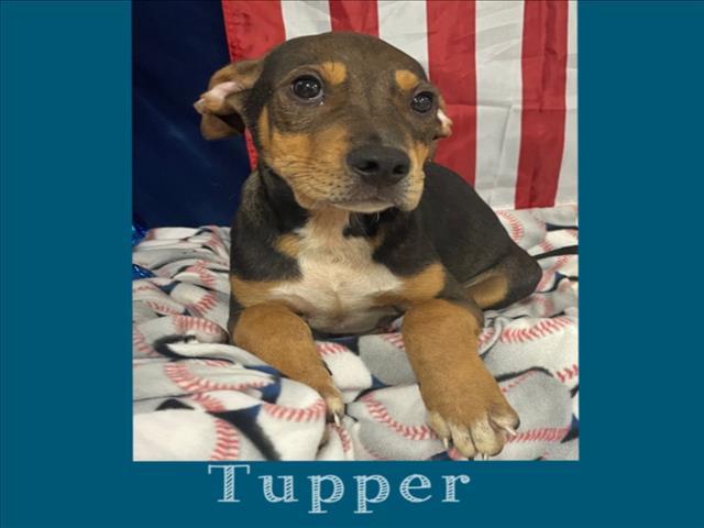 TUPPER
