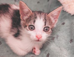 ROSE Domestic Short Hair Cat