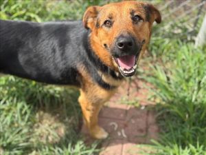 MOOSE German Shepherd Dog Dog
