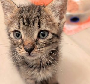 PORT Domestic Short Hair Cat