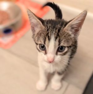 GRIGIO Domestic Short Hair Cat