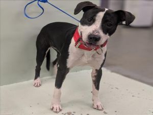 LISA Staffordshire Bull Terrier Dog