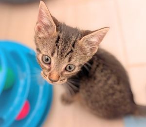 CHARDONNAY Domestic Short Hair Cat