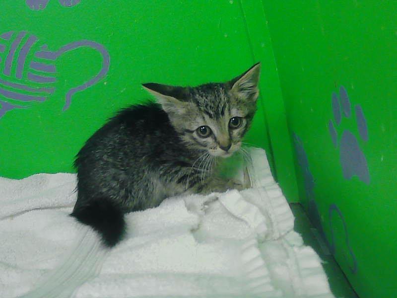 MERLIN