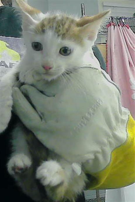 MERLIN